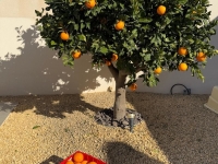 Re-Sale - Detached Villa - Ciudad Quesada - La Marquesa