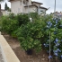 Re-Sale - Detached Villa - Algorfa - Montemar