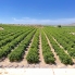 Re-Sale - Apartment - Algorfa - Algorfa - Village