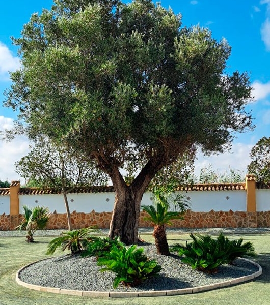 Re-Sale - Country Property - Catral - Catral - Country