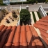 Re-Sale - Townhouse - Ciudad Quesada - Doña Pepa