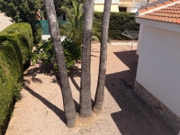 Re-Sale - Detached Villa - Ciudad Quesada - Ciudad Quesada - Town