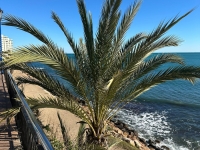 Re-Sale - Apartment - Orihuela Costa - Punta Prima