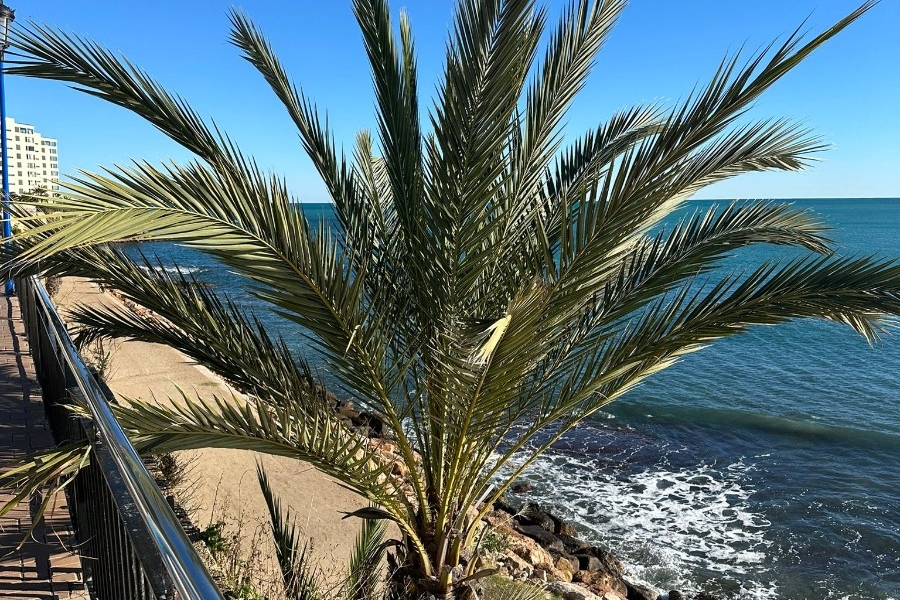 Re-Sale - Apartment - Orihuela Costa - Punta Prima