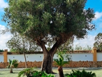 New - Country Property - Catral - Catral - Country