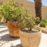 New - Detached Villa - La Marina - La Escuera