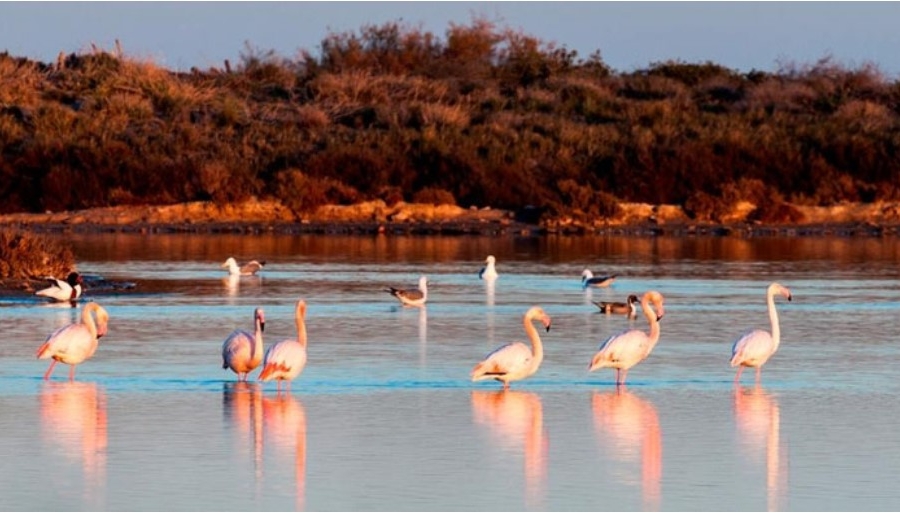 New - Detached Villa - San Pedro del Pinatar - San Pedro del Pinatar - Town