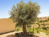 New - Detached Villa - La Marina - La Escuera