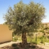 New - Detached Villa - La Marina - La Escuera