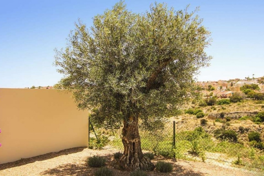 New - Detached Villa - La Marina - La Escuera